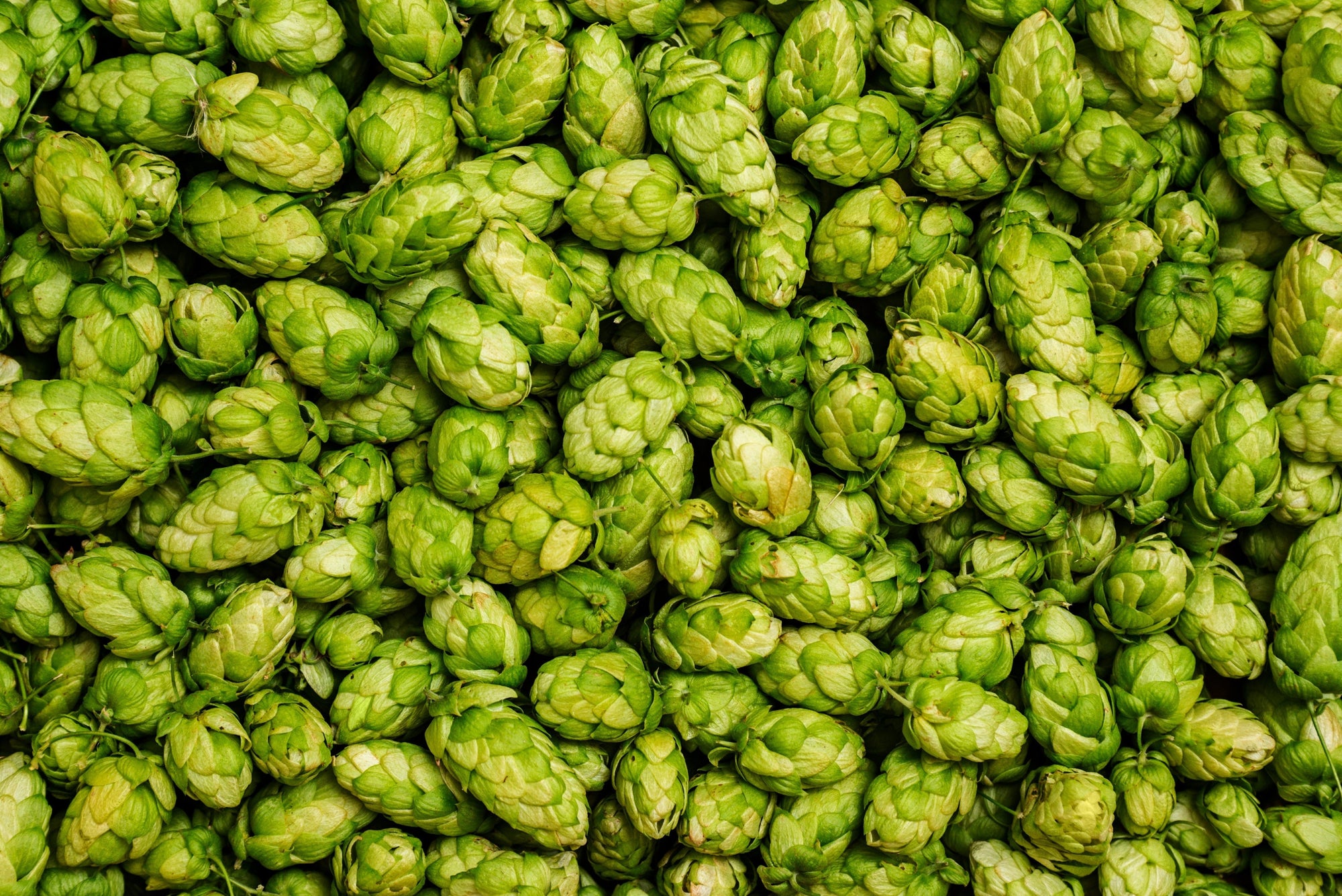 Ingredient spotlight: Hops